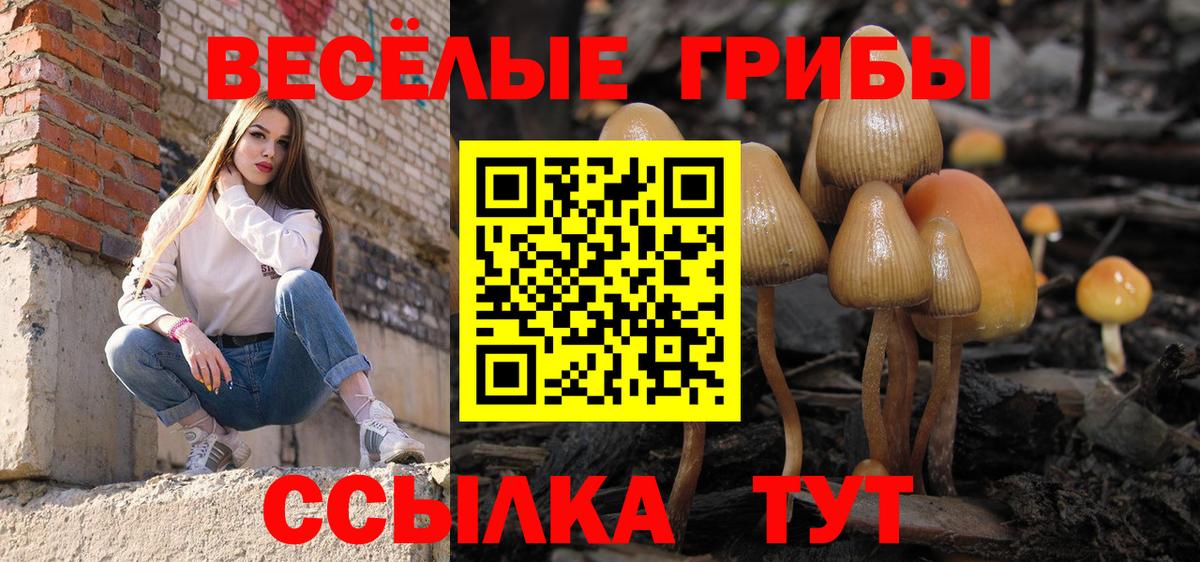 Кашира  Псилоцибиновые грибы Cubensis  Вход с VPN 